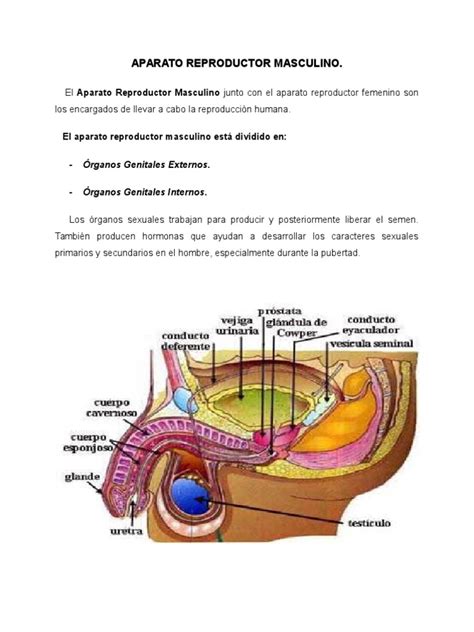 Órganos reproductores masculinos: Anatomía y función 